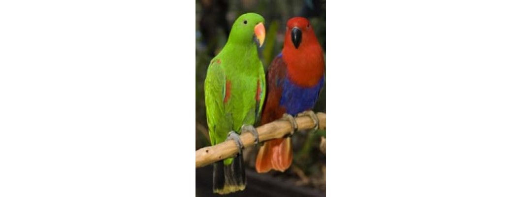 Eclectus ο Διμορφικος