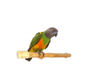 Branch I 25 cm - Small 