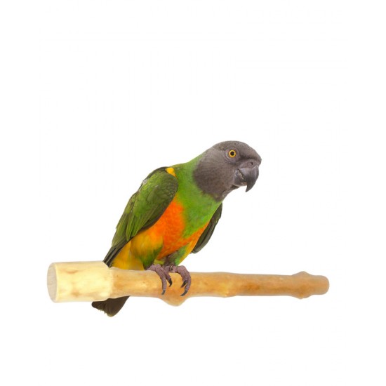 Branch I 25 cm - Small 