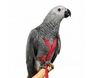 Petlala Outdoor Bird Harness Medium Red