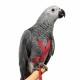 Petlala Outdoor Bird Harness Medium Red