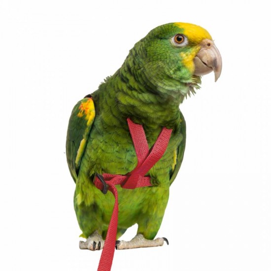 Petlala Outdoor Bird Harness Small Red