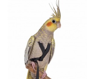 Petlala Outdoor Bird Harness XX-Small Black