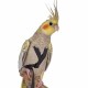 Petlala Outdoor Bird Harness XX-Small Black