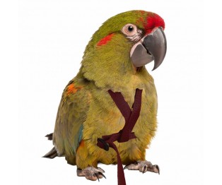 PetlalaOutdoor Bird Harness Large Black