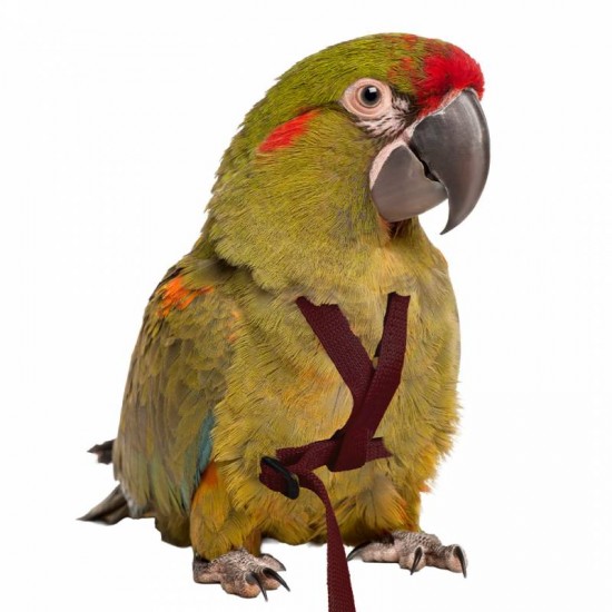 PetlalaOutdoor Bird Harness Large Black