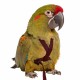 PetlalaOutdoor Bird Harness Large Black
